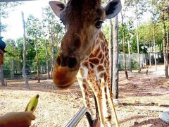 -清迈夜间动物园