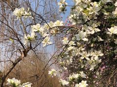 -广东花都湖国家湿地公园
