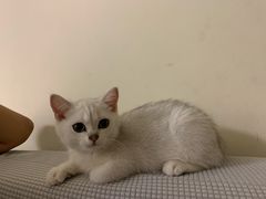 -lincat·猫舍(广州店)