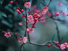 -杭州植物园