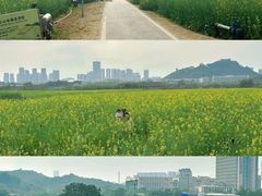 -光明小镇欢乐田园