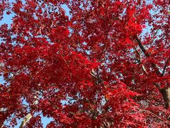 -莹珠阁·私房菜