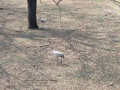 -北京麋鹿生态实验中心
