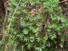 -苍山感通索道