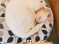 -CAT’S MEWSTAR CAFE·喵星球猫屋(晴湾咖啡店)