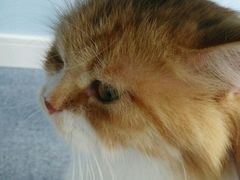 -喵的天空名猫咖啡馆·撸猫·猫舍·用品