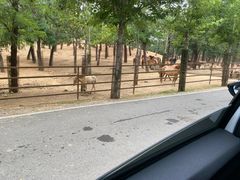-秦皇岛野生动物园