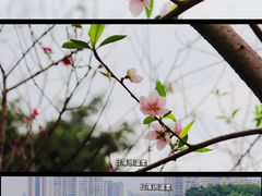 -海珠湖公园