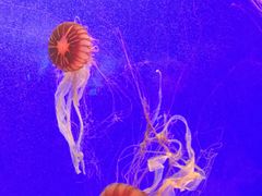 -上海海洋水族馆