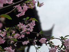 -莫愁湖公园