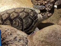 -大连圣亚海洋世界