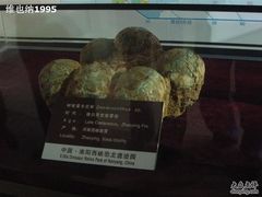 -中国西峡恐龙遗迹园