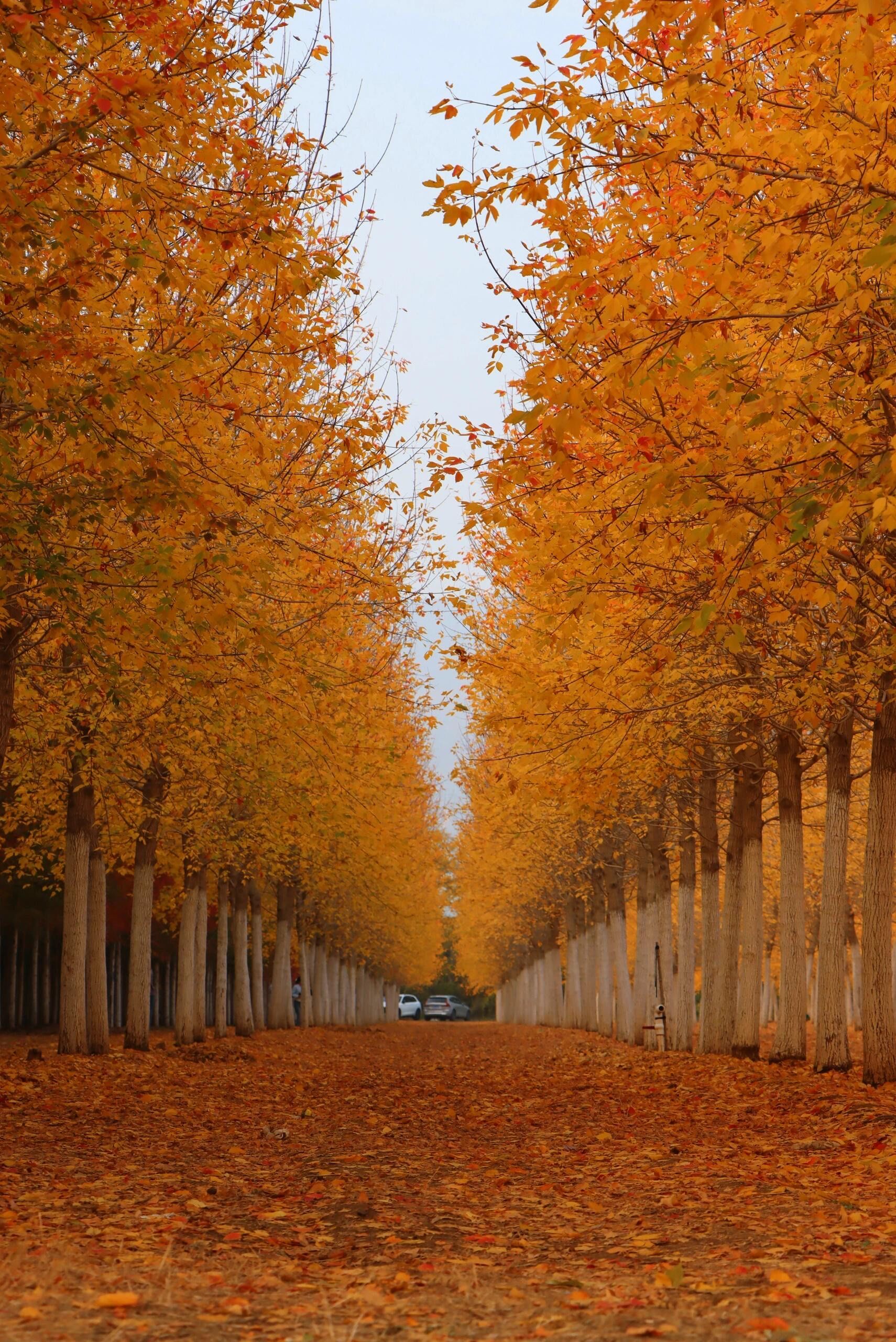 10.14实拍延庆百亩枫叶林已进入最佳观赏期