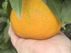 -厨神老街兔·淳朴人家店(盐帮菜风味名店)