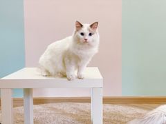 -酷豆宠物咖啡·宠物美食·撸猫馆