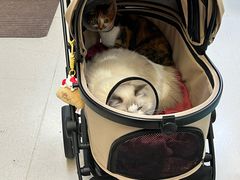 -爱妮康宠物医院·干细胞免疫细胞·肿瘤·心脏(张江店)