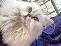 -喵屿·大理花园猫咖