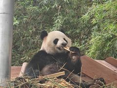 -广州长隆野生动物世界