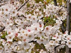 -高东镇樱花园