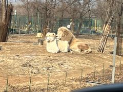 -秦皇岛野生动物园