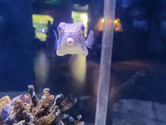 -太平洋海底世界