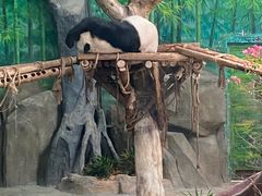 -灵玲国际马戏城