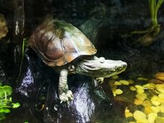 -上海海洋水族馆
