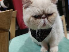 -猫色咖啡·猫咖