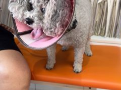 -爱侣宠医·鹦鹉专科·小型哺乳类·异宠专科(灵石路店)