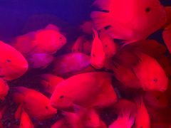 -泉州海丝野生动物世界