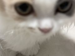 -小猫来了·猫咪专售(红山六九七九店)