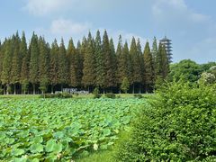 -宜兴龙背山森林公园