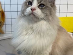 -猫房·猫吧·猫咖(龙湖时代汇店)