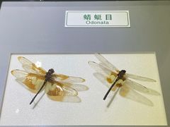 -上海昆虫博物馆