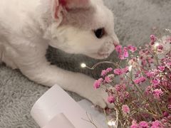-喵百万·布偶·蓝金金渐层英短·猫舍(百子湾店)