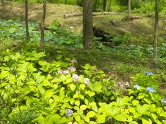 -合肥滨湖国家森林公园