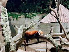 -上海野生动物园