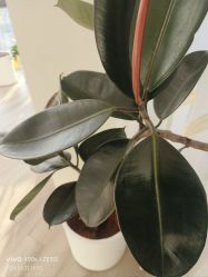 -HEYAN荷妍专业脱毛连锁机构