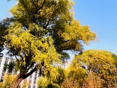 -元大都城垣遗址公园