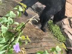 -海南热带野生动植物园