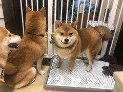 -逗柴咖啡屋·狗咖猫咖宠物桌游
