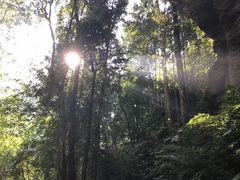 -莫里热带雨林景区