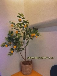 -苏菲亚婚纱摄影