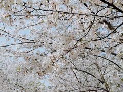 -高东镇樱花园