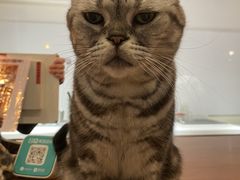 -有猫主题·治愈系猫咖(曾厝垵店)