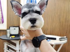 -鑫艺宠物美容培训学校