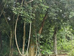 -中国科学院西双版纳热带植物园
