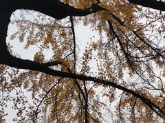 -四川大学(华西校区)