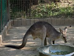 -青藏高原野生动物园