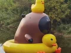 -黄海国家森林公园